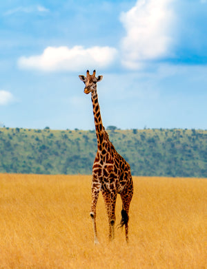 BLUE SKY GIRAFFE TOP