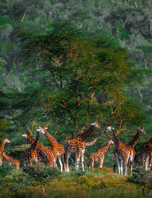 FIELD OF GIRAFFES TOP